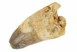 Cretaceous Fossil Crocodile Tooth - Morocco #187723-1